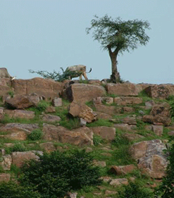 Govardhan Hill